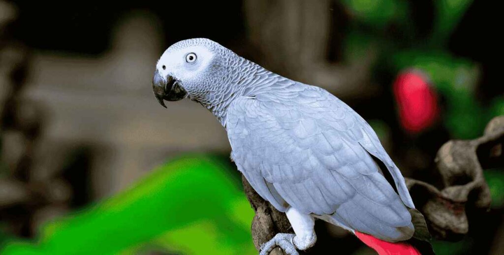A beautifully enhanced parrot image created using Photoshop AI tools for vibrant colors and detailed editing.